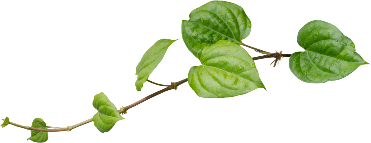 Betel Leaves in a Twig